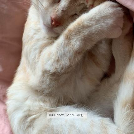 Foto 2/5 uber Chat perdido en Saint mars du desert