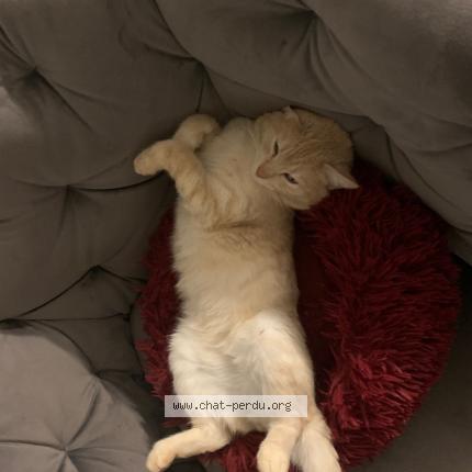 Foto 3/5 uber Chat perdido en Saint mars du desert