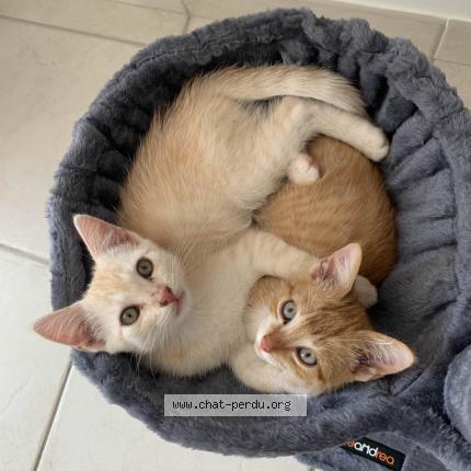 Foto 4/5 uber Chat perdido en Saint mars du desert