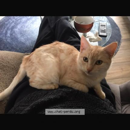 Foto 5/5 uber Chat perdido en Saint mars du desert