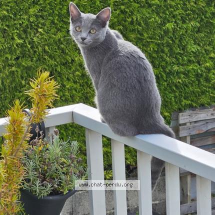 Foto 1/1 Ysis Chat perdido en Concarneau