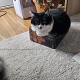 Foto del gato perdido en Caluire Et Cuire