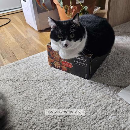 Foto 1/1 Loki Chat perdido en Caluire et cuire