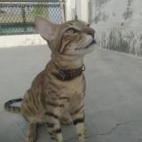 Foto del gato perdido en Najafgarh New Delhi