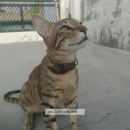Foto 1/1 Shibbu Chat perdido en Najafgarh new delhi