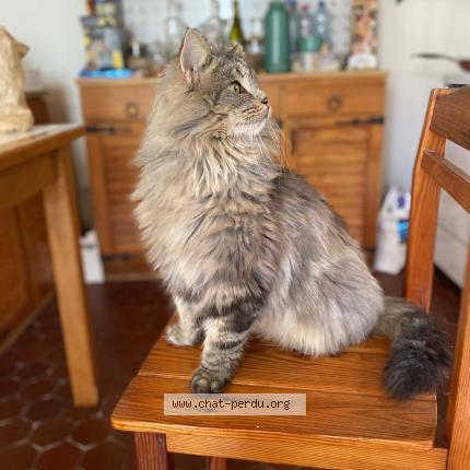 Foto 1/1 PTITLOUP Chat perdido en Bussiere galant