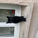 Foto de gato encontrado en Dreux