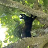 Foto del gato perdido en Simiane Collongue