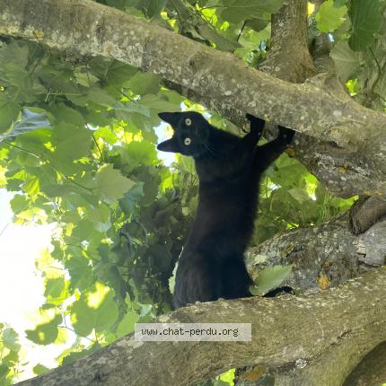 Foto 1/1 Gustave Chat perdido en Simiane collongue