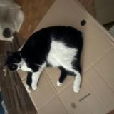 Foto del gato perdido en Devilles Les Rouen