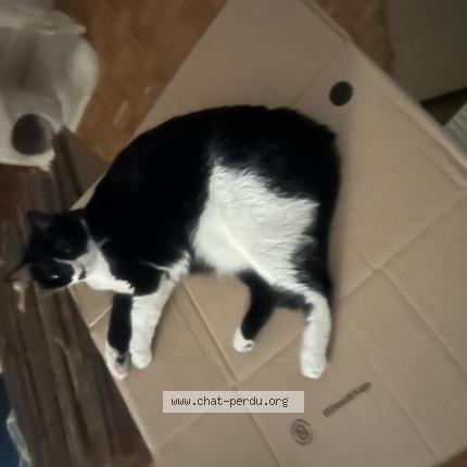 Foto 1/1 Timy Chat perdido en Devilles les rouen