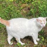 Foto del gato perdido en Souillac