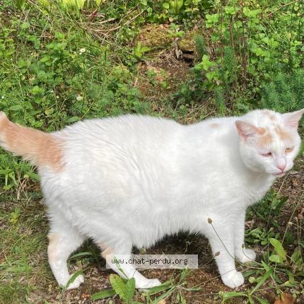 Foto 1/1 Minoes Chat perdido en Souillac