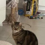 Foto del gato perdido en Linselles