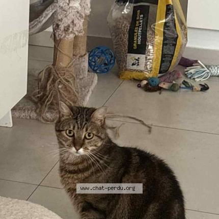 Foto 1/1 Ulya Chat perdido en Linselles