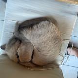 Foto del gato perdido en Vertou