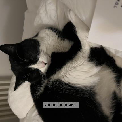 Foto 1/1 Socquette Chat perdido en Antibes