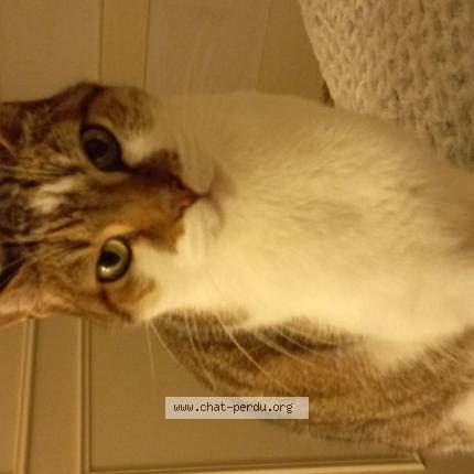 Foto 1/1 Chili Chat perdido en Saint etienne du bois