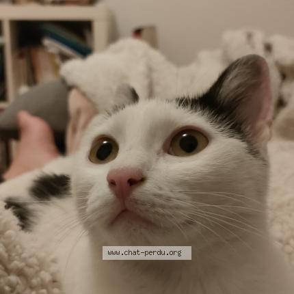 Foto 1/1 Gato encontrado Encontrado en Pau