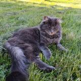 Foto del gato perdido en Ceintrey France