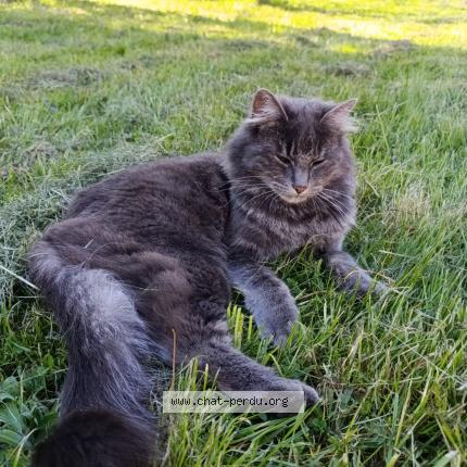 Foto 1/1 Mistral Chat perdido en Ceintrey france