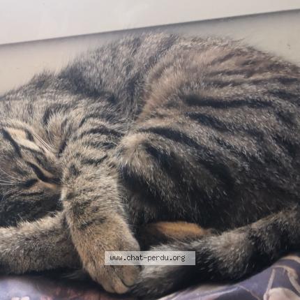 Foto 1/1 Yuna Chat perdido en Saint michel de llotes