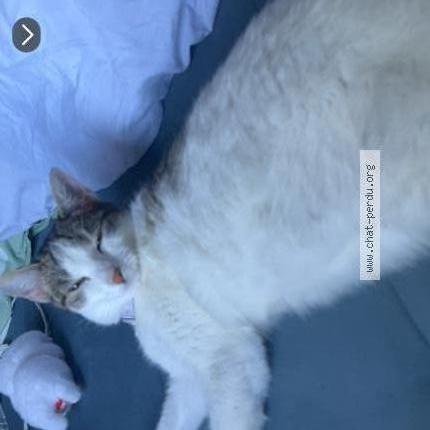 Foto 1/4 Gato encontrado Perdido en Nanterre
