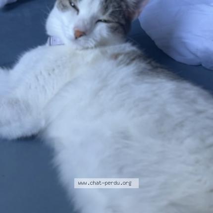 Foto 3/4 Gato encontrado Perdido en Nanterre