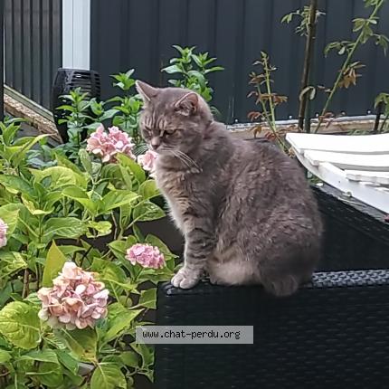 Foto 1/1 Peppa Chat perdido en Pontault combault