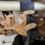 Foto del gato perdido en Bressols