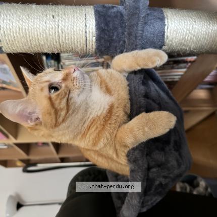 Foto 1/1 Tokyo Chat perdido en Bressols