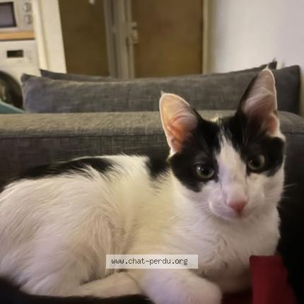 Foto 1/1 Vladimir Chat perdido en Saint laurent du var