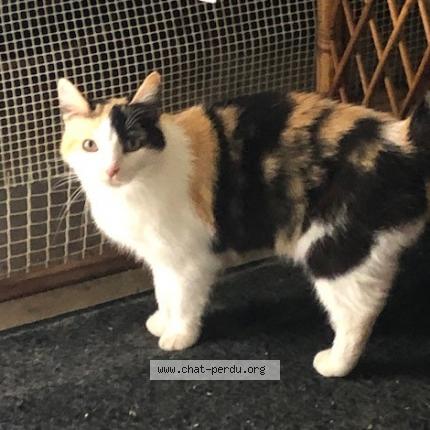 Foto 1/1 KAWAI Chat perdido en Macon