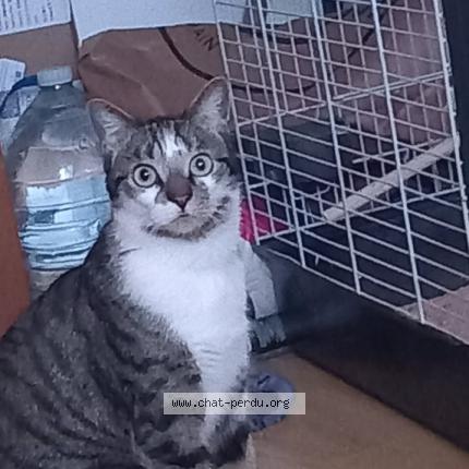 Foto 2/2 Diablo Chat perdido en Querqueville