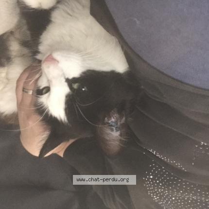 Foto 1/1 Cookie Chat perdido en Escoutoux