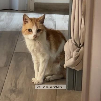 Foto 1/1 Oliver Chat perdido en Nice