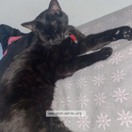 Foto 1/1 Nala Chat perdido en Oigny en valois