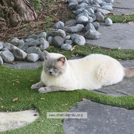 Foto 1/1 Bublik Chat perdido en Saint raphael
