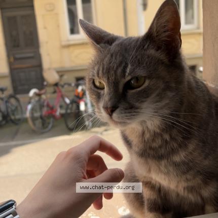 Foto 1/1 Minouche Chat perdido en Strasbourg