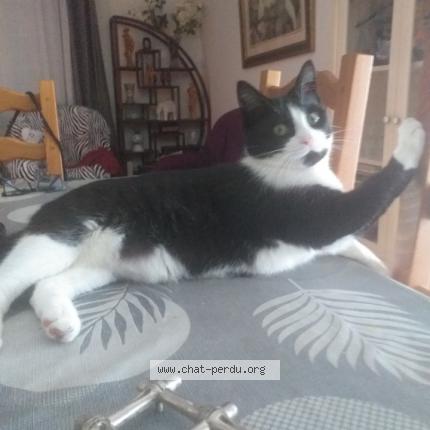 Foto 2/3 Felix Chat perdido en Apremont