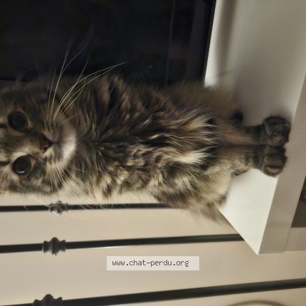 Foto 1/1 Ares Chat perdido en Maubec