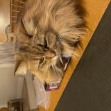 Foto del gato perdido en Prevost