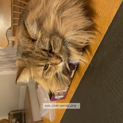 Foto 1/1 Margau Chat perdido en Prevost