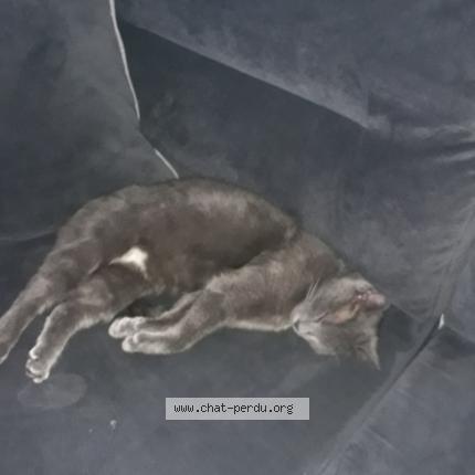 Foto 1/1 Bella Chat perdido en Lons le saunier