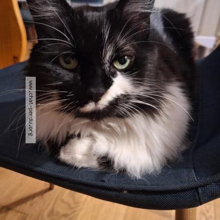 Foto 1/1 Moka Chat perdido en Angers