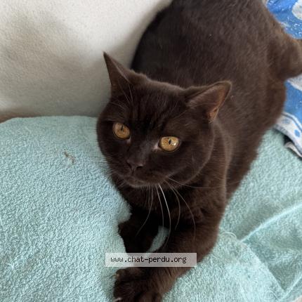 Foto 1/1 Tim Chat perdido en Neuchatel