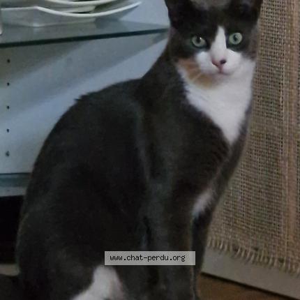 Foto 1/1 Cook Chat perdido en Ste ramee