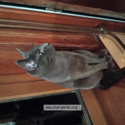 Foto 1/1 Willow Chat perdido en Saint martin d hardinghem