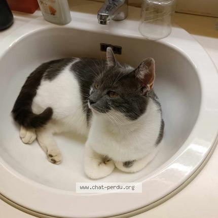 Foto 1/2 Arsène Lupin Chat perdido en Chapelle lez herlaimont