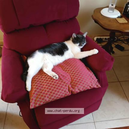 Foto 2/2 Arsène Lupin Chat perdido en Chapelle lez herlaimont